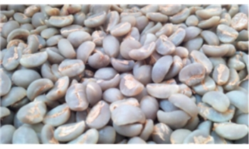 Dalat Arabica Coffee - Wet Processed