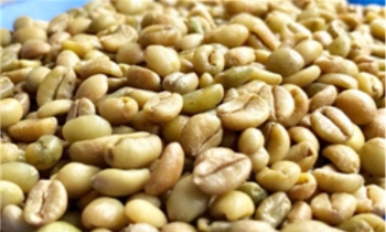 Jackfruit Coffee - Excelsa Coffee