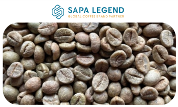 Robusta Clean (Unwashed )
