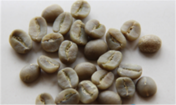 Son La Arabica Coffee - Washed Processed