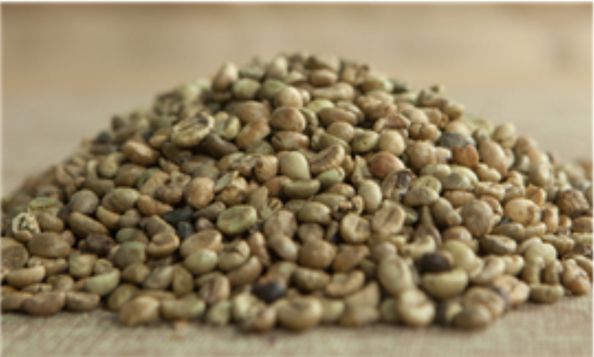 Standard Robusta Coffee