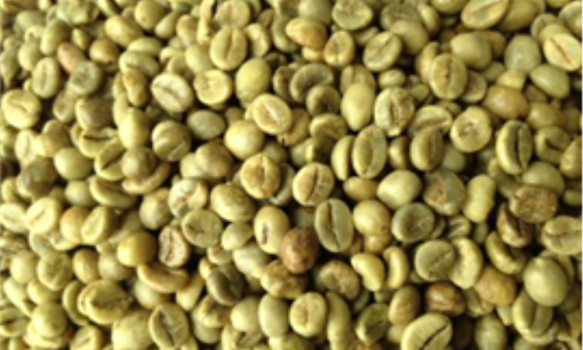Robusta Green Coffee Beans - Wet Polished