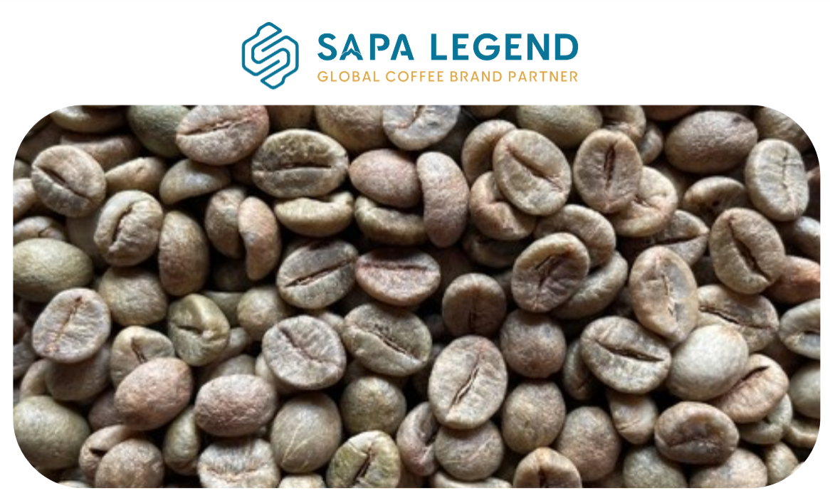 Robusta Clean (Unwashed )